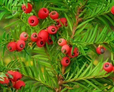 Herbal extracts